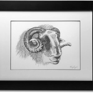 Herdwick Sheep Signed Framed Original Print
