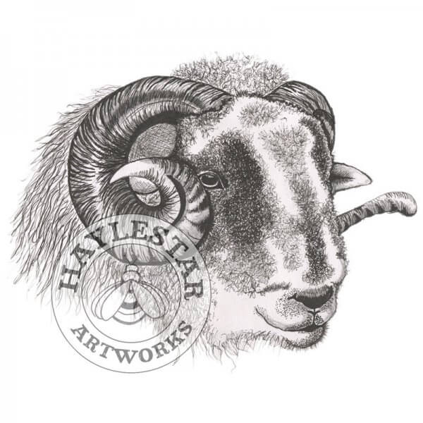 Herdwick Sheep Signed Original Print