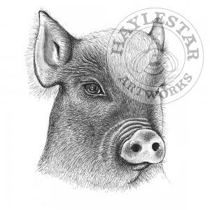 Pig Signed Original Print