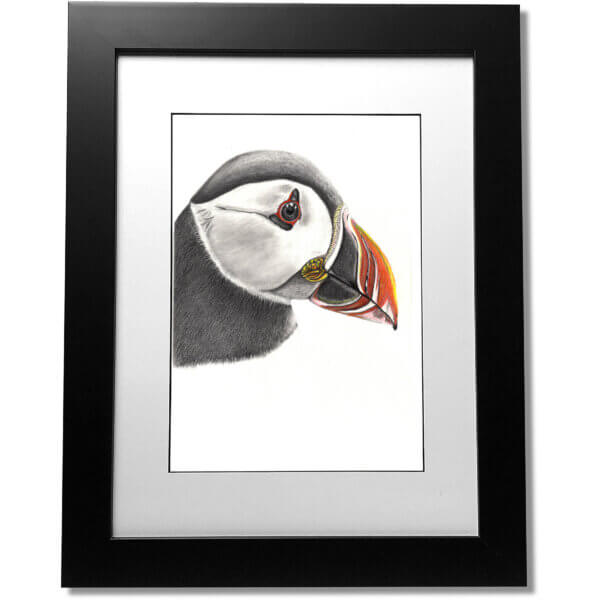 Framed Colour Puffin